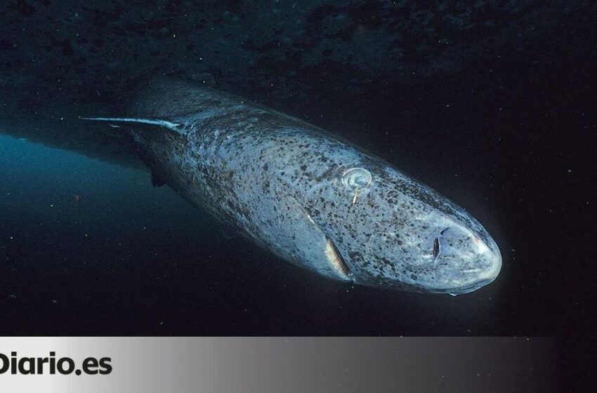  algunos viven 400 años con la visión perfecta