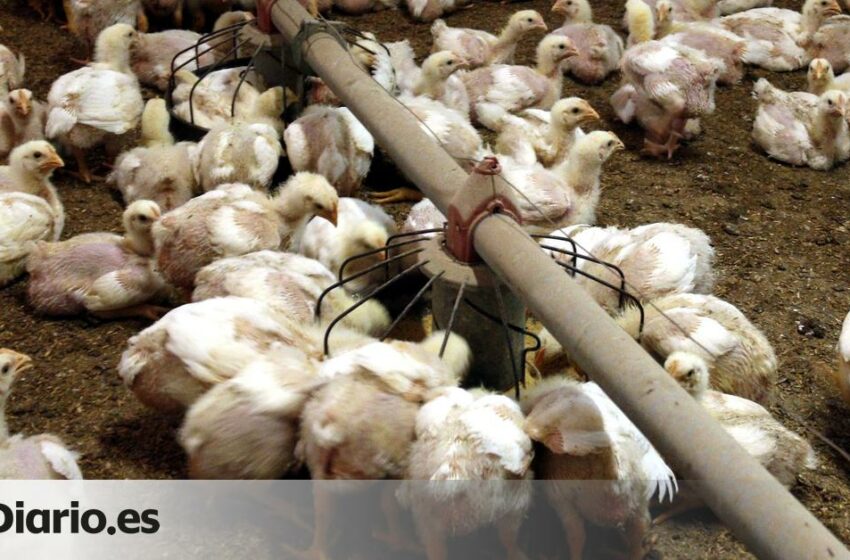  Un segundo caso de gripe aviar en una granja de Lleida obliga a sacrificar unas 9.000 gallinas