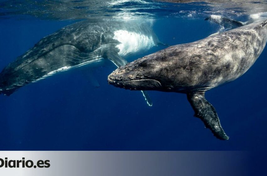  los 5 mejores lugares del mundo para hacer avistamiento de ballenas