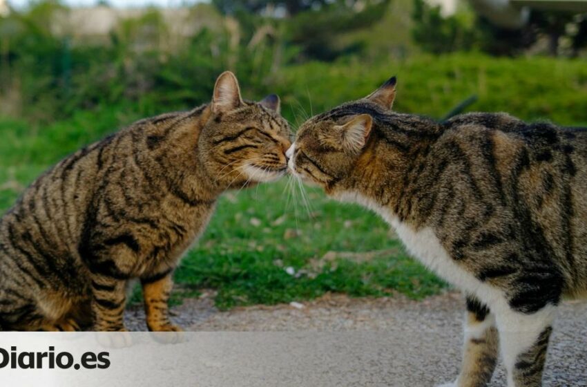 ¿Una mejor comunicación entre mamíferos? La ciencia estudia la razón por la que algunos animales se besan ‘nariz con nariz’