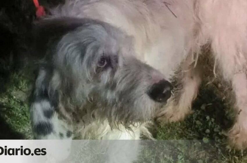  A ese perro no lo conozco de nada