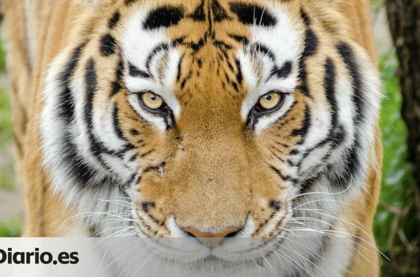 Los tigres de India lograron salir del borde de la extinción con el paso de las décadas y ese mismo avance ha abierto una carrera para impedir su colapso genético