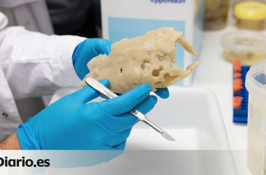  Descubren un nuevo grupo de esponjas marinas en España que podría reescribir el origen de los animales