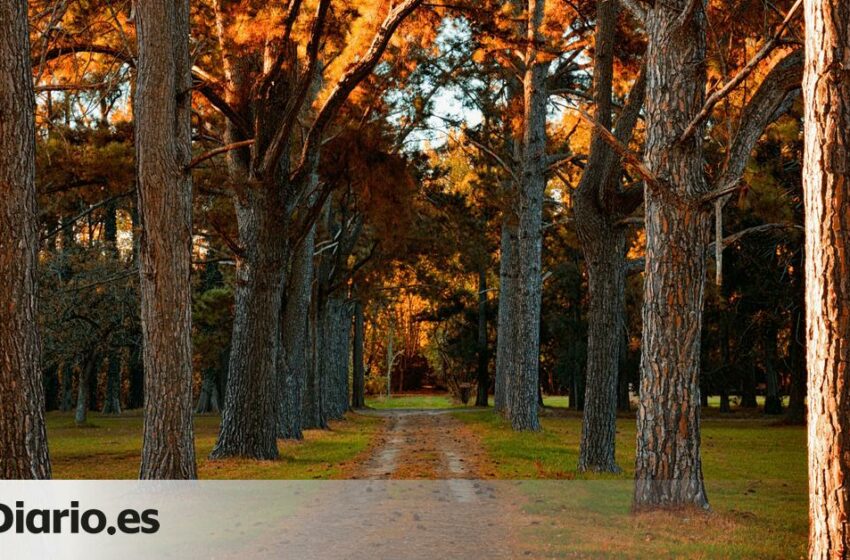  Los anillos de un tronco muestran la edad del árbol pero también la lluvia o la sequía que ha llegado a vivir ese ejemplar
